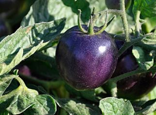Фиолетовый помидоров предотвращает развитие рака