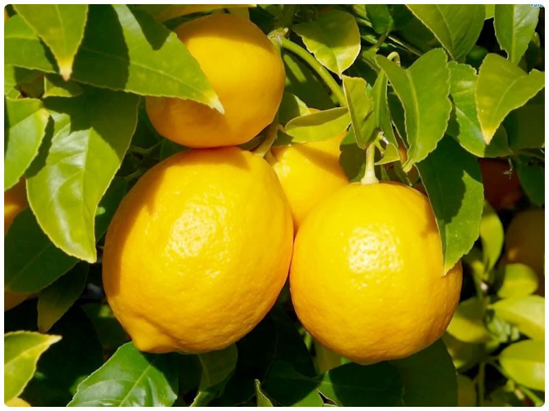 Почему лимон настолько кислый?
